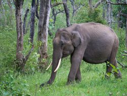 20211002175238 Elephant walking in Nagarhole national park